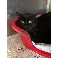 Foto dell\'animale gatto - Matr. 2021/0435 - Microchip 380260044280475