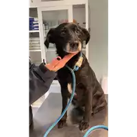 Foto dell\'animale cane - Matr. 2022/0077 - Microchip 380260044666684