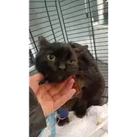 Foto dell\'animale gatto - Matr. 2022/0079 - Microchip 380260042130089