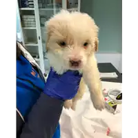 Foto dell\'animale cane - Matr. 2022/0080 - Microchip 380260044669241