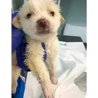 Foto dell\'animale cane - Matr. 2022/0081 - Microchip 380260044669215