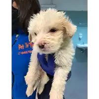 Foto dell\'animale cane - Matr. 2022/0082 - Microchip 380260044666549