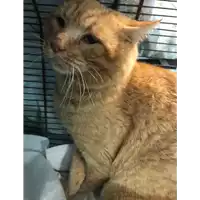Foto dell\'animale gatto - Matr. 2022/0083 - Microchip 380260044817030