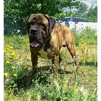 Foto dell\'animale cane - Matr. 2016/2027 - Microchip 380260042530100