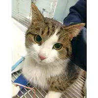 Foto dell\'animale gatto - Matr. 2022/0085 - Microchip 380260044579685