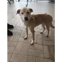 Foto dell\'animale cane - Matr. 2022/0087 - Microchip 380260000829295