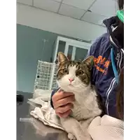 Foto dell\'animale gatto - Matr. 2022/0088 - Microchip 380260044445853
