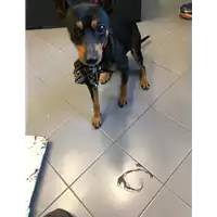Foto dell\'animale cane - Matr. 2022/0089 - Microchip 380260101241445