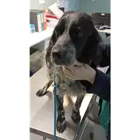Foto dell\'animale cane - Matr. 2022/0092 - Microchip 380260100323557