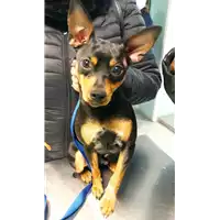 cane - Matr. 2022/0094 - Microchip 380260044446478