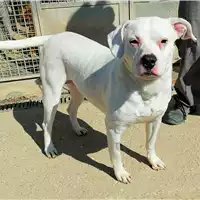 Foto dell\'animale cane - Matr. 2022/0096 - Microchip 380260044446175