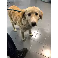 Foto dell\'animale cane - Matr. 2022/0101 - Microchip 380260044446560