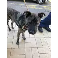 Foto dell\'animale cane - Matr. 2019/2371 - Microchip 380260043718365