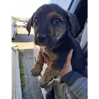 Foto dell\'animale cane - Matr. 2022/0103 - Microchip 380260044446229