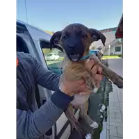 Foto dell\'animale cane - Matr. 2022/0104 - Microchip 380260044446672
