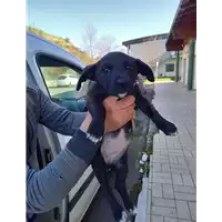 Foto dell\'animale cane - Matr. 2022/0106 - Microchip 380260044446187