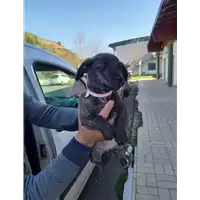 cane - Matr. 2022/0107 - Microchip 380260044445996