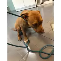 Foto dell\'animale cane - Matr. 2022/0102 - Microchip 380260044446781