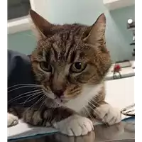 Foto dell\'animale gatto - Matr. 2022/0109 - Microchip 380260044446106