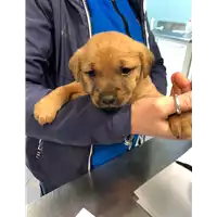 Foto dell\'animale cane - Matr. 2022/0115 - Microchip 380260044669917
