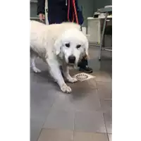 Foto dell\'animale cane - Matr. 2022/0119 - Microchip 380260044816570