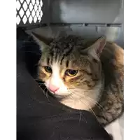 Foto dell\'animale gatto - Matr. 2022/0120 - Microchip 380260044441094