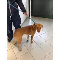 Foto dell\'animale cane - Matr. 2022/0122 - Microchip 380260044437670