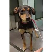 Foto dell\'animale cane - Matr. 2022/0124 - Microchip 380260044440791