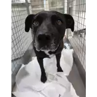 Foto dell\'animale cane - Matr. 2012/0986 - Microchip 380260000647666
