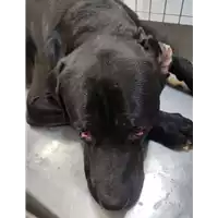 Foto dell\'animale cane - Matr. 2022/0126 - Microchip 380260004920448