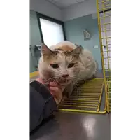 Foto dell\'animale gatto - Matr. 2022/0128 - Microchip 380260044437874