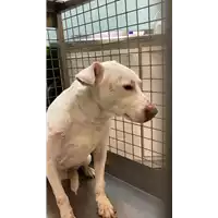 Foto dell\'animale cane - Matr. 2022/0130 - Microchip 380260044436987