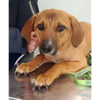 Foto dell\'animale cane - Matr. 2022/0135 - Microchip 380260044579705