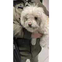 Foto dell\'animale cane - Matr. 2022/0138 - Microchip 985170000595778