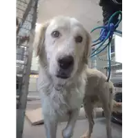 Foto dell\'animale cane - Matr. 2022/0139 - Microchip 380260002581253