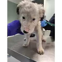 Foto dell\'animale cane - Matr. 2022/0140 - Microchip 380260044549988