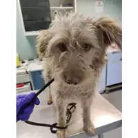 Foto dell\'animale cane - Matr. 2022/0143 - Microchip 380260044550070