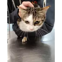 Foto dell\'animale gatto - Matr. 2022/0144 - Microchip 380260044549187