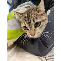 Foto dell\'animale gatto - Matr. 2022/0145 - Microchip 380260044549491
