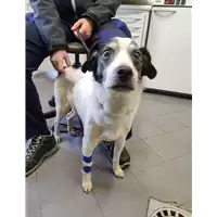 Foto dell\'animale cane - Matr. 2022/0146 - Microchip 977200007309820