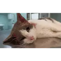 Foto dell\'animale gatto - Matr. 2022/0147 - Microchip 380260044549985