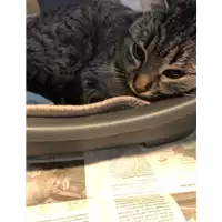 Foto dell\'animale gatto - Matr. 2022/0150 - Microchip 380260044580045
