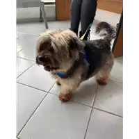 Foto dell\'animale cane - Matr. 2022/0153 - Microchip 380260044549756