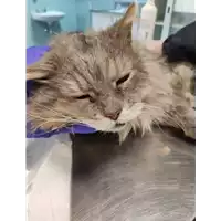 Foto dell\'animale gatto - Matr. 2022/0155 - Microchip 380260044549194