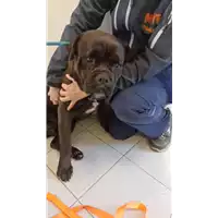 Foto dell\'animale cane - Matr. 2022/0156 - Microchip 380260044549510