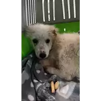 Foto dell\'animale cane - Matr. 2022/0160 - Microchip 380260044816531