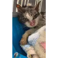 Foto dell\'animale gatto - Matr. 2022/0162 - Microchip 380260044665701