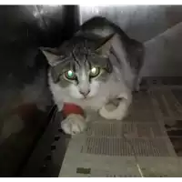 Foto dell\'animale gatto - Matr. 2017/0900 - Microchip 380260043267488