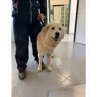 Foto dell\'animale cane - Matr. 2022/0166 - Microchip 380260044816256