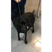 Foto dell\'animale cane - Matr. 2022/0167 - Microchip 380260044816755